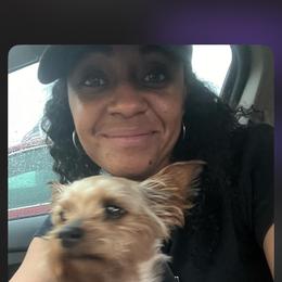 Leap - Yorkshire Terrier