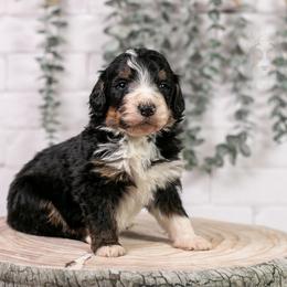 Axel - Standard Bernedoodle - Tri-color male Bernedoodle puppy in Eureka, Illinois from Joley Aire Family Dogs