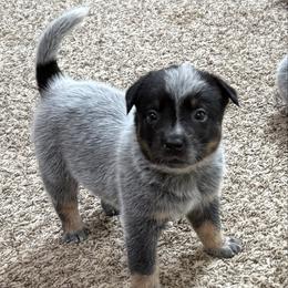 Boy 3 - Blue speckled male Australian Cattle Dog puppy in Concrete, Washington from Back Country Australian Cattle dogs