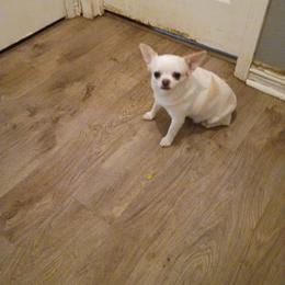 Shilo - Cream and white female Chihuahua puppy in Redding, California from Akc ivy league chihuahua .  Com