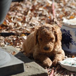 Double Doodle, Goldendoodle, and Poodle Puppies from Top of the Hill Doodles