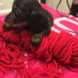 Girl 2 - female Dachshund puppy in Colorado from Keliaire Long Hair Mini Dachshunds