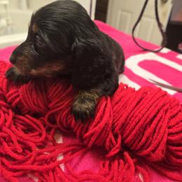 Girl 2 - female Dachshund puppy in Colorado from Keliaire Long Hair Mini Dachshunds
