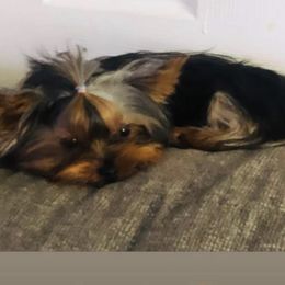 Bentley - Yorkshire Terrier