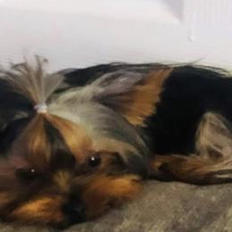 Bentley - Yorkshire Terrier