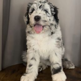 Katniss - Merle female Assorted Doodle Crosses puppy in Mesa, Arizona from Arizona Doodle Trails