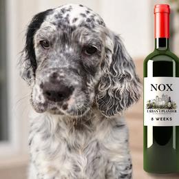 Cabernet - White male English Setter puppy in Indianapolis, Indiana from Urban Uplander English Setters