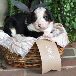 Chase - Tri-color male Bernedoodle puppy in Lancaster, Pennsylvania from Homestead Bernedoodles