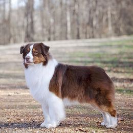 Australian Shepherds from Headstrong Australian Shepherds