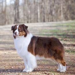 Australian Shepherds from Headstrong Australian Shepherds