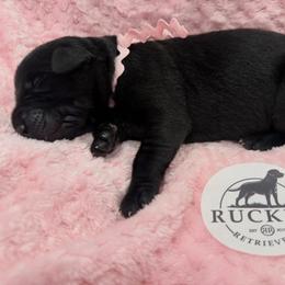Light Pink Collar Black Female - Black female Labrador Retriever puppy in Gainesville, Georgia from Rucker Retrievers