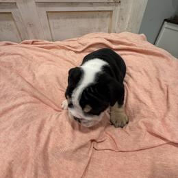 Bulldog Puppies from Bulldog's 4 Brothers