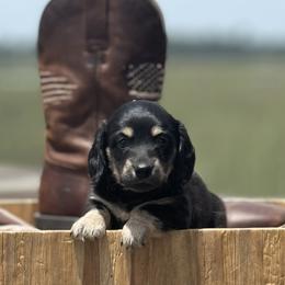Dachshund Puppies from Coastal Bluff Pups
