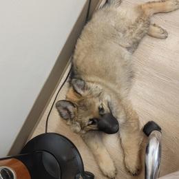 Green Collar - Sable male German Shepherd puppy in Durango, Colorado from Silver Starr Shepherds