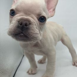 Casanova - White French Bulldog puppy in Kansas City, Missouri from Feuer Frenchies
