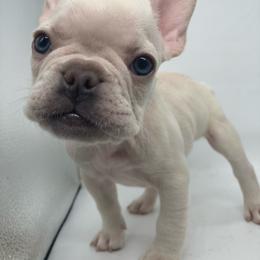 Casanova - White French Bulldog puppy in Kansas City, Missouri from Feuer Frenchies
