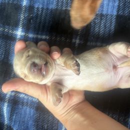 Riley - Cream male Dachshund puppy in Lyman, Mississippi from Arnold’s Miniature Dachshunds