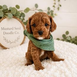 David - Red male Cavapoo puppy in Ephrata, Washington from Mustard Seed Doodle Co.