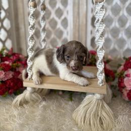 Dachshund Puppies from Duck creek farm