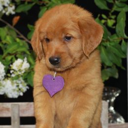 Girl 1 - female Golden Retriever puppy in Hallettsville, Texas from Grand Oaks Goldens