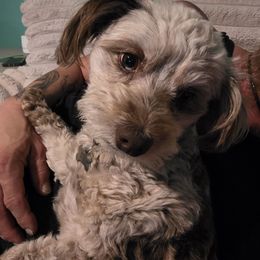 Zeeva - Aussiedoodle