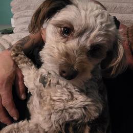 Zeeva - Aussiedoodle