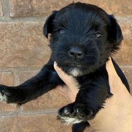 Girl 1 - Black female Miniature Schnauzer puppy in Avondale, Arizona from Campos Schnauzers