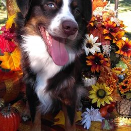Australian Shepherds from CR Aussies