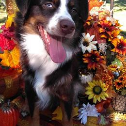 Australian Shepherds from CR Aussies