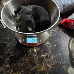 Hollye - Black and white female Shih Tzu puppy in Avery, Texas from Christye Bolen