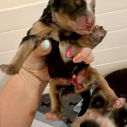 Female - Tri-color female Bernedoodle puppy in Salt Lake County, Utah from Coco Avenue Pups
