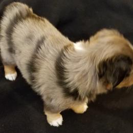 Miniature Australian Shepherd and Toy Australian Shepherd Puppies from Johnson's Australian Shepherds