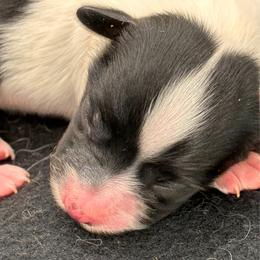 Boy - White and black male Papillon puppy in Frostproof, Florida from Sequence Papillon