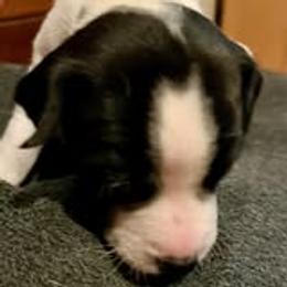 Clouseau - Black and white male Jack Russell Terrier puppy in California from Kimberlite