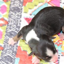 Miniature Australian Shepherd Puppies from Diamond D Mini Aussies