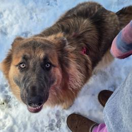 Ursula UPCOMING 2027 - German Shepherd