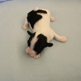 Douglas - Black and white male Havanese puppy in Sunriver, Oregon from Contigo Havanese