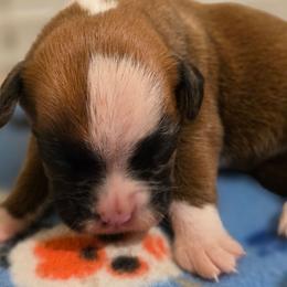 Dawn - Fawn female Boxer puppy in Evans, Georgia from Kimberly's Boxers