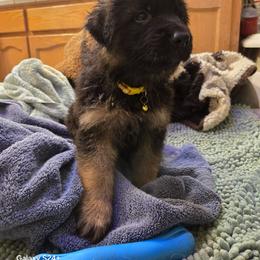 Valent - Black and red male German Shepherd puppy in Coupeville, Washington from Von Hilkey Shepherds