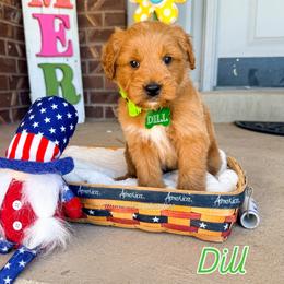 Dill - Red  male Goldendoodle puppy in West Haven, Utah from Split Mountain Doodles