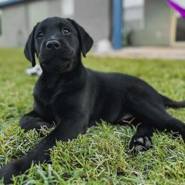 Labrador Retriever Puppies from Steele Caliber Retrievers