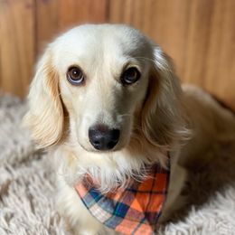 Storm - Dachshund