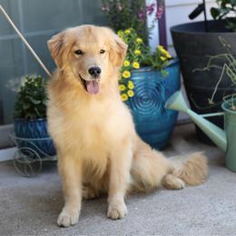 Dale - Read description - Golden male Golden Retriever puppy in Fair Oaks, California from Twisted Ranch Retrievers