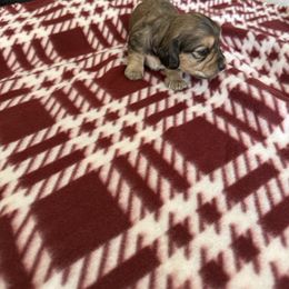 Daisy - Cream female Dachshund puppy in Elko, Nevada from Willow Creek Dachshunds, and Collies