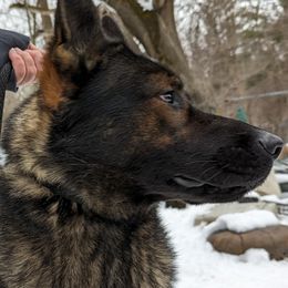 Aato - German Shepherd