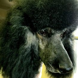 Poodles from Omaha Standard Poodles