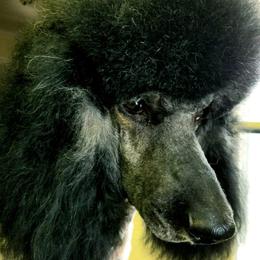 Poodles from Omaha Standard Poodles