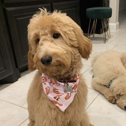 Rubie - Goldendoodle