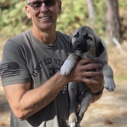 Reserved Male - Placed - Fawn male Kangal puppy in Anderson, California from VSH Kangal Dogs