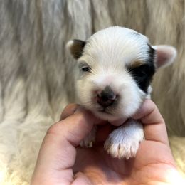 Yorkshire Terrier Puppies from Baby doll face yorkies